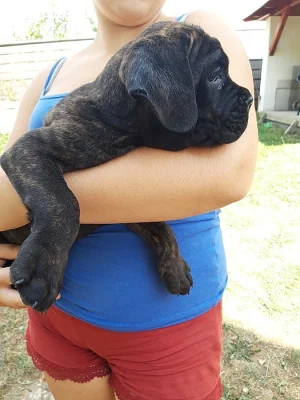 Cane Corso s PP