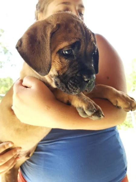 Cane Corso s PP