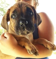 Cane Corso s PP