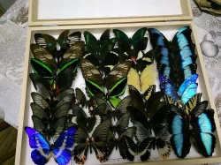 Entomologická výstava v Otrokovicích, 13.10.2018