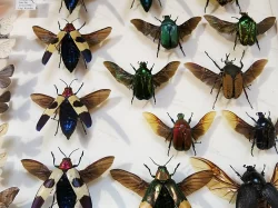 Entomologická výstava v Otrokovicích, 13.10.2018