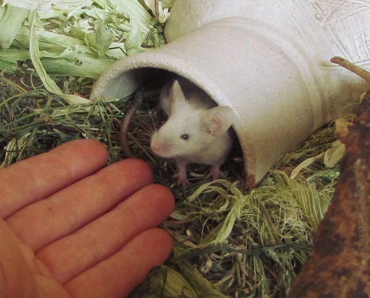 Nádherné barevné myši merle beige