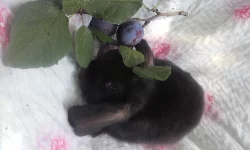 Zakrslý králík - zakrslý beran černý - mláďata