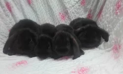 Zakrslý králík - zakrslý beran černý - mláďata