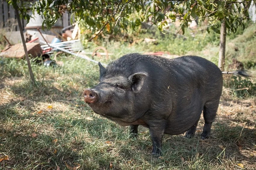Dvě göttingenská prasata