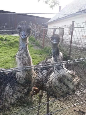 Prodám párek pštrosa Emu