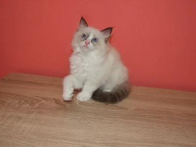 Ragdoll koťátko bez PP