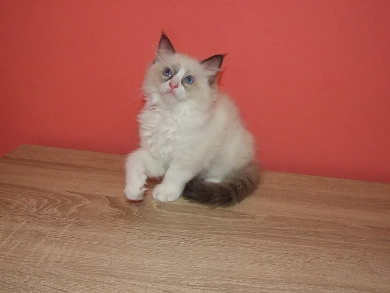Ragdoll koťátko bez PP