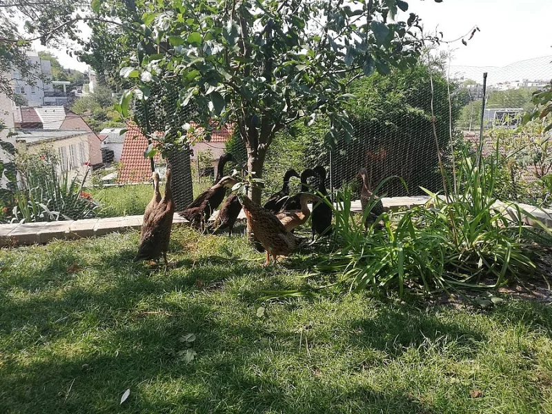 Kachny - Indický běžec