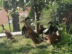 Kachny - Indický běžec