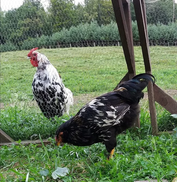 Letošní kohouti k odběru