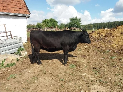 Březí jalovice Aberdeen Angus