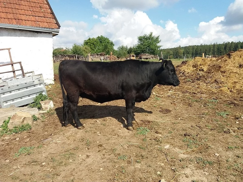 Březí jalovice Aberdeen Angus