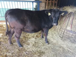 Březí jalovice Aberdeen Angus