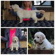 Štěňátka golden retrievera s průkazem původu