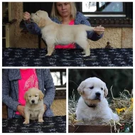 Štěňátka golden retrievera s průkazem původu