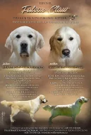 Štěňátka golden retrievera s průkazem původu