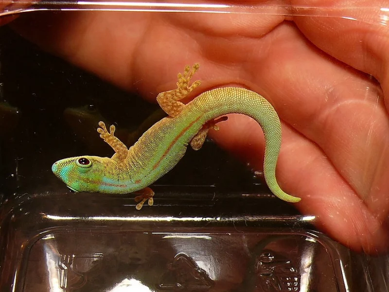 Phelsuma robertmertensi 0,7
