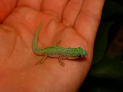 Phelsuma robertmertensi 0,7