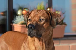 Štěňata rhodéského ridgebacka