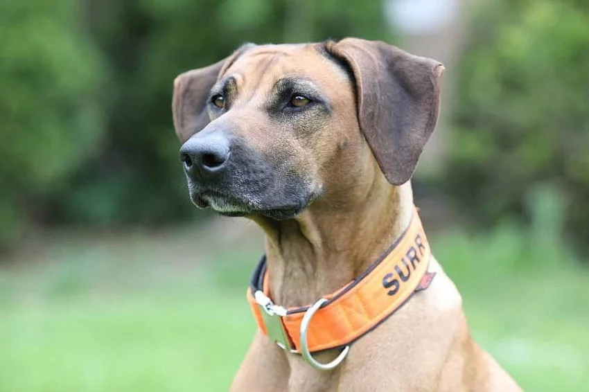 Štěňata rhodéského ridgebacka