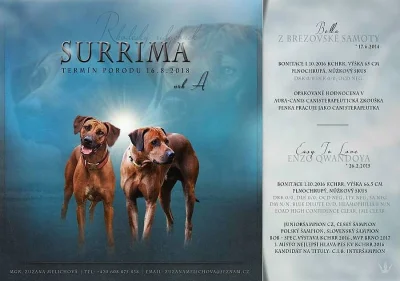 Štěňata rhodéského ridgebacka