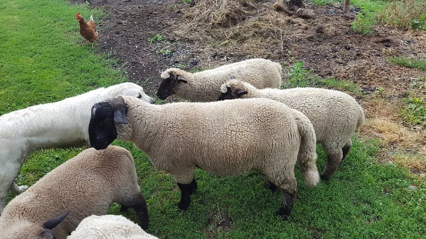ovce suffolk - stádečko 8 ks - i jednotlivě od