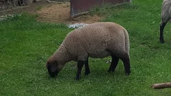 ovce suffolk - stádečko 8 ks - i jednotlivě od