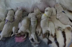 Zlatý retrivr (Golden retriever)