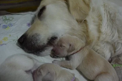 Zlatý retrivr (Golden retriever)