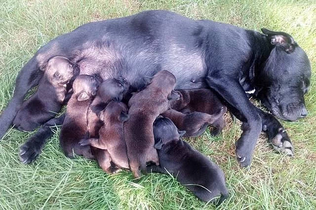 Prodám štěňátka stafordšírského bulteriéra