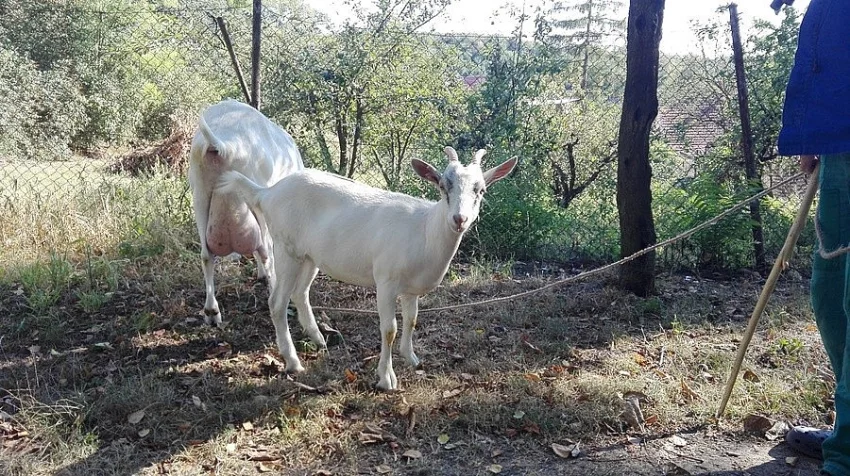 Mlada koza