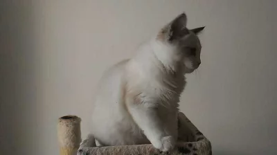 Ragdoll kocourek s rodokmenem