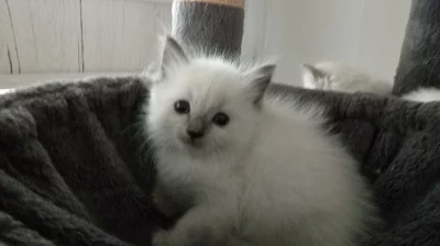Ragdoll koťátka