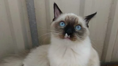 Ragdoll kocourek s rodokmenem