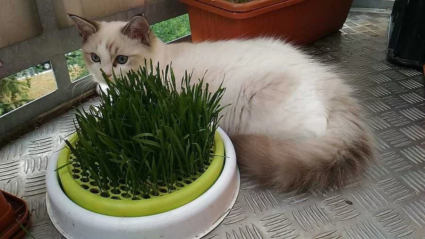 Ragdoll kocourek s rodokmenem