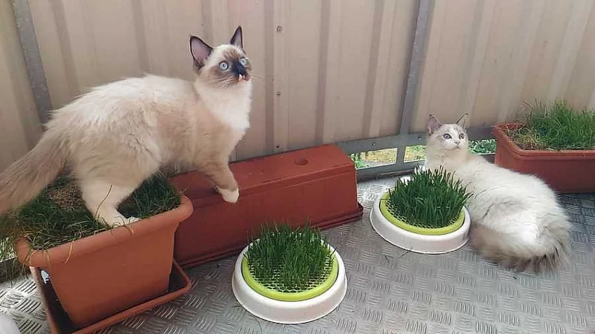Ragdoll kocourci s rodokmenem