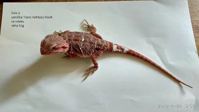 red Agama vousatá/pogona vitticeps