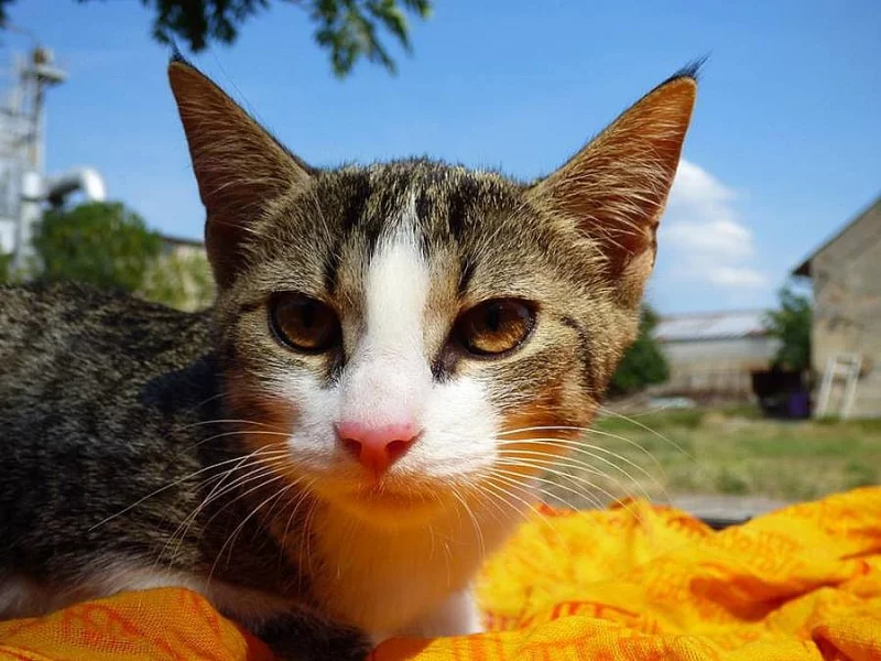 Krásná mazlivá Kokosína