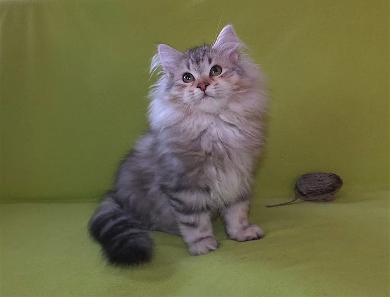 Sibiřská kočka - kocourek Alexandr