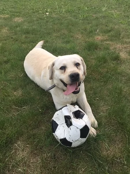 Labradorsky retrivr