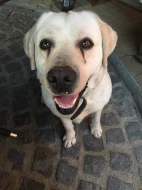 Labradorsky retrivr