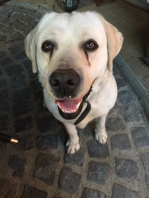 Labradorsky retrivr