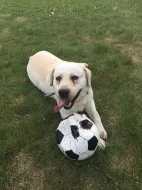 Labradorsky retrivr
