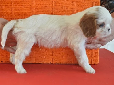 Tři BH kluci - Kavalír King Charles španěl