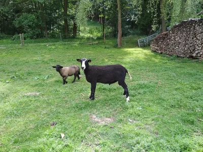 chovný beran