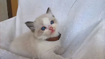 Koťátka Ragdoll bez PP