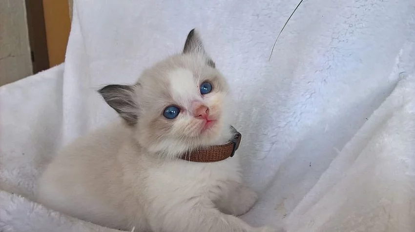 Koťátka Ragdoll bez PP