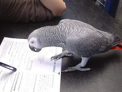 zdravý a aktivní šedý papoušek.