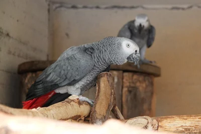 ŽAKO KONGO, CHOVNÝ PÁR, 16 LET